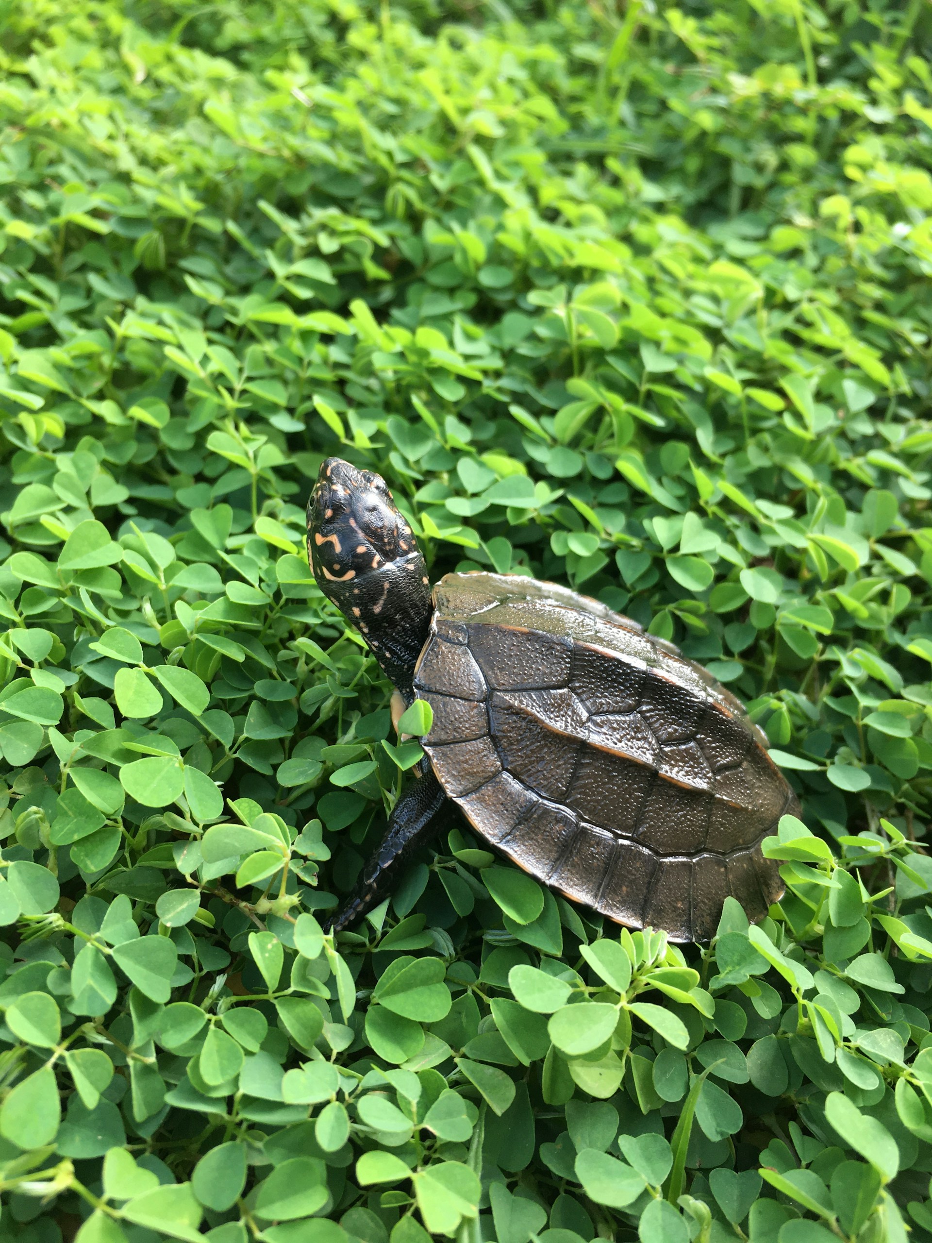 Tartaruga marrom na grama verde.