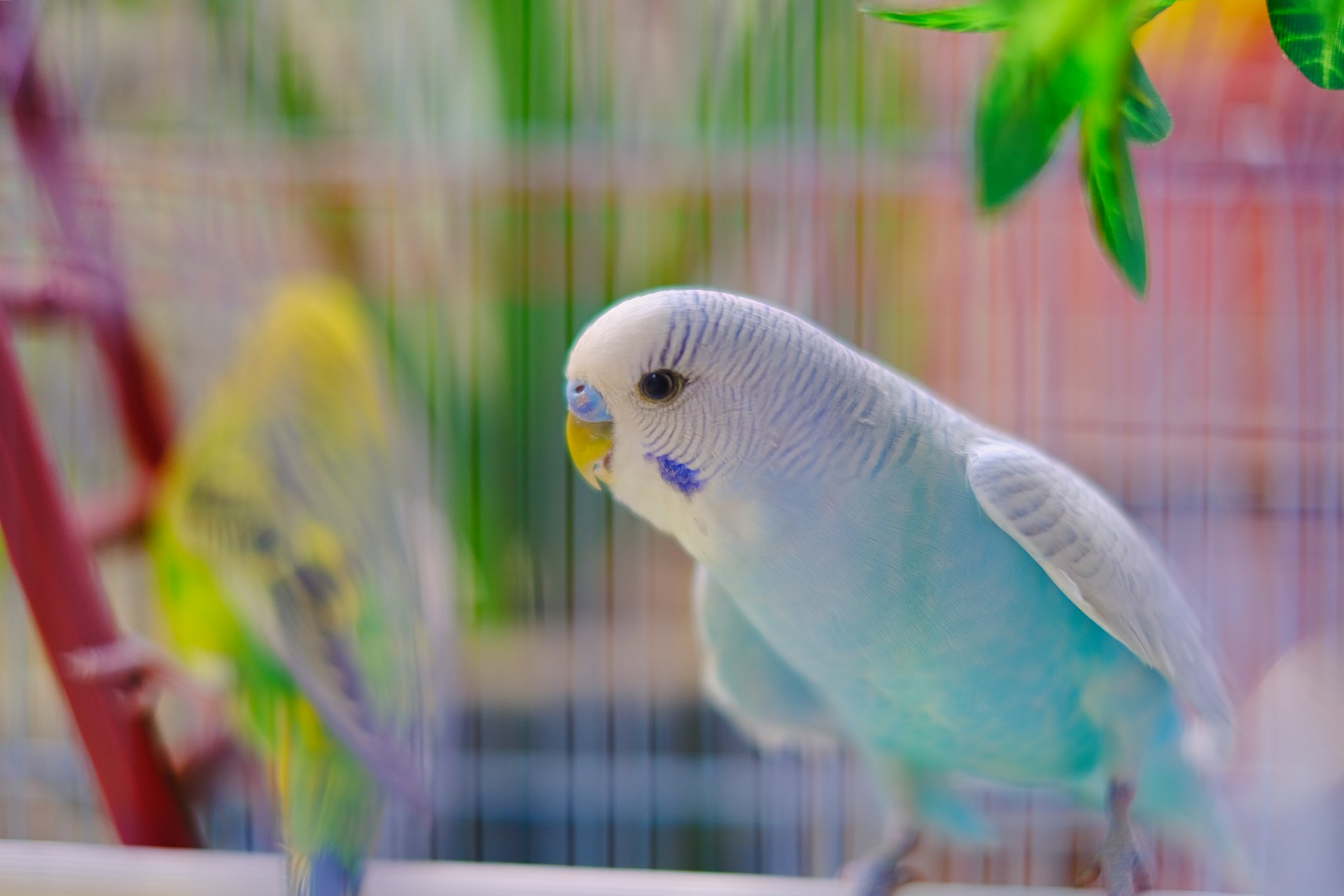 Um periquito azul e branco em uma gaiola foto.