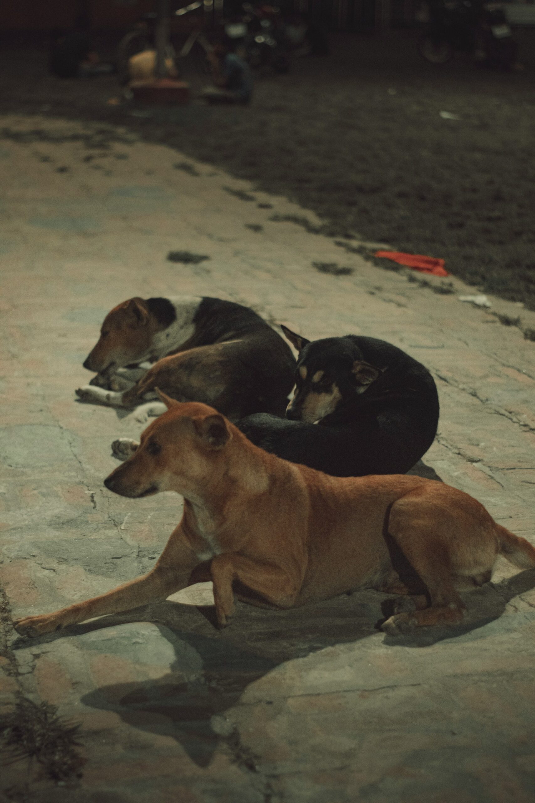 Um grupo de cães deitados no chão.